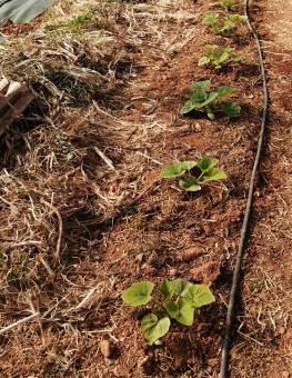 Ferme semenciere Courgette Ronde de Nice