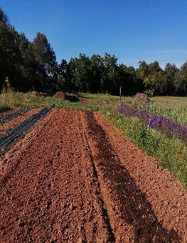 ferme semenciere bio - fumier