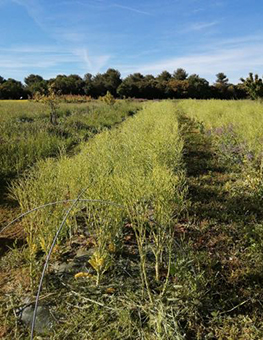 Ferme semenciere bio - Chou kale Halbhoher