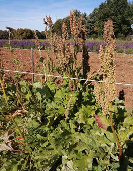 Ferme semencière bio - Rhubarbe Victoria