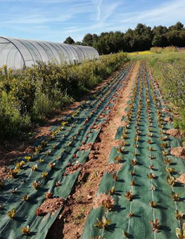 ferme semencière bio - Laitue romaine mouchetée de Salasc