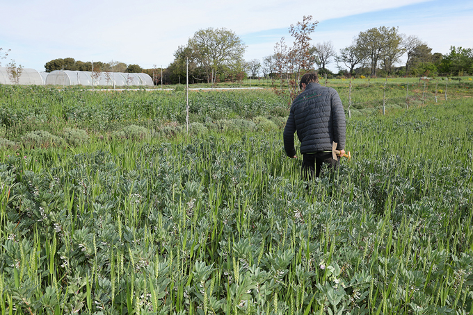 ferme semencière bio - engrais verts