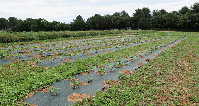 concombre verger agroforesterie