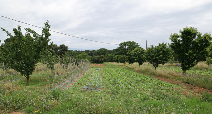 agroforesterie