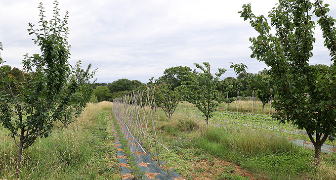 agroforesterie