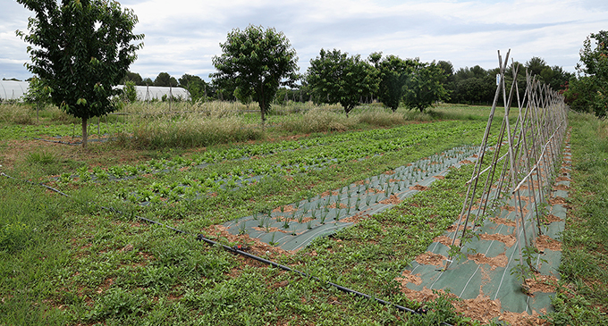 verger agorforesterie