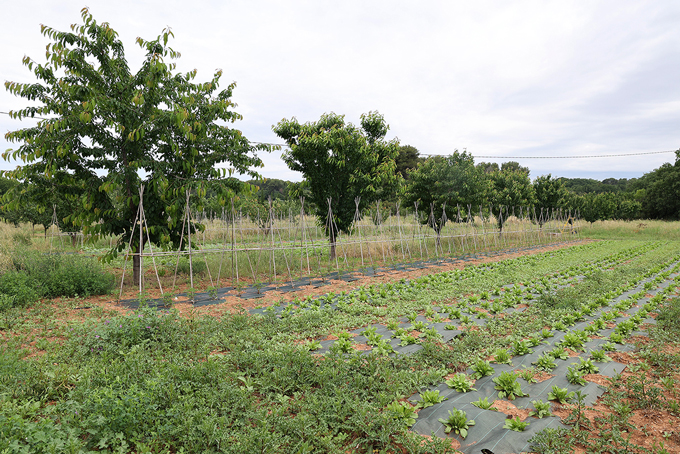 verger agorforesterie