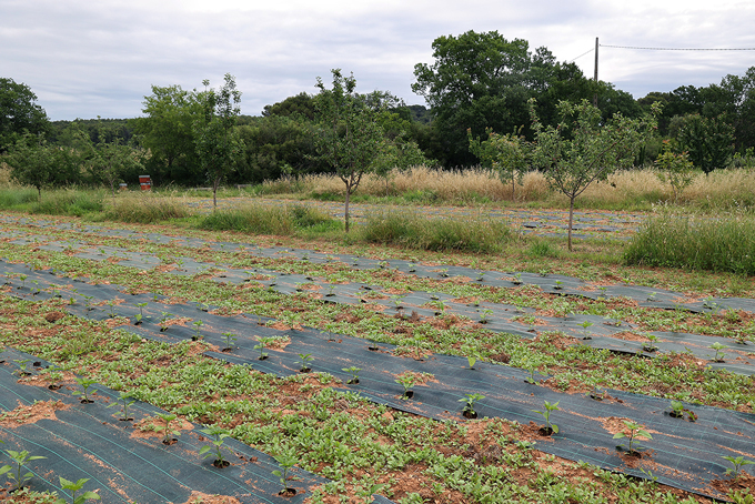 poivron agroforesterie