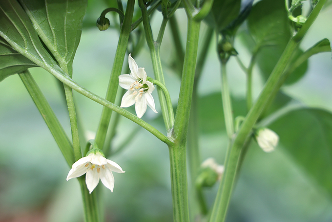 poivron verger agroforesterie