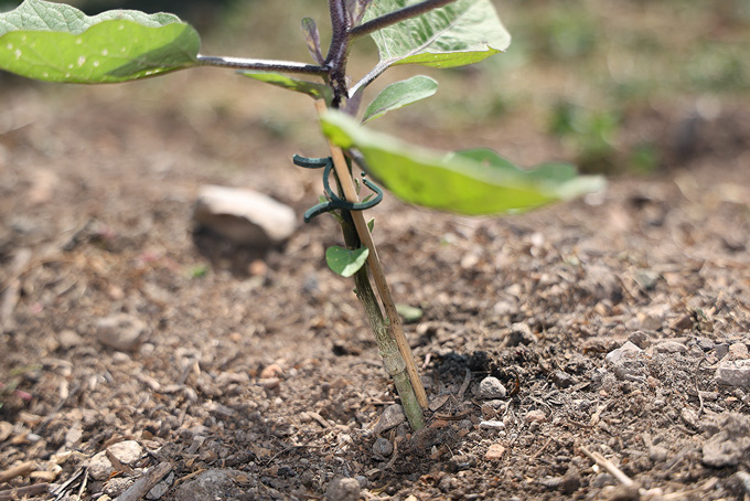 ferme semencière aubergine