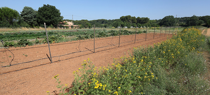 ferme semencière haricot