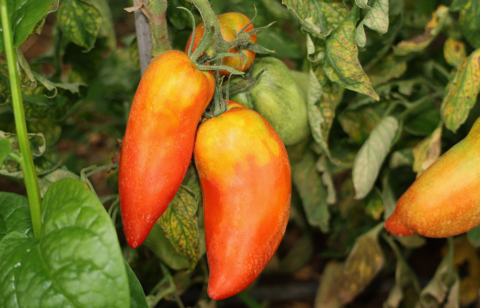 ferme semencière tomate