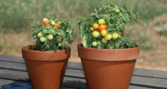 ferme semencière tomate