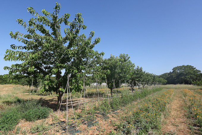 ferme semencière verger