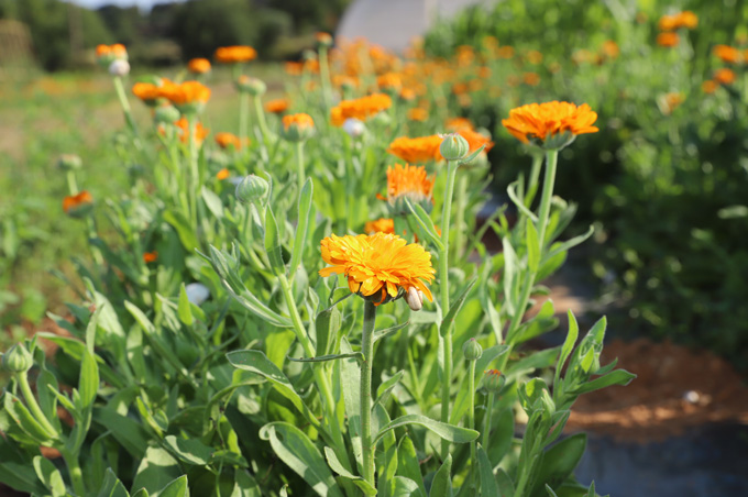 cultures  - souci calendula bio