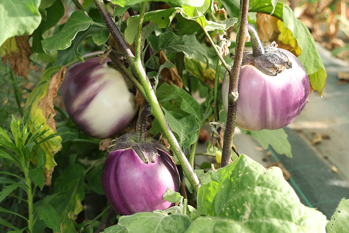 Ferme semencière - aubergine bio