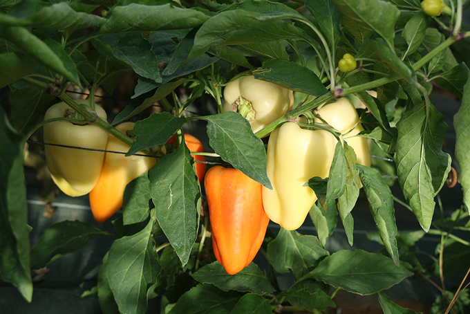 cultures  - Ferme semencière - poivron bio