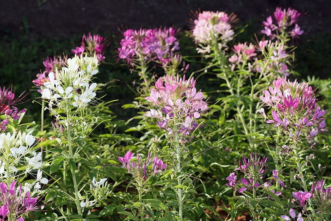 cultures - cleome bio