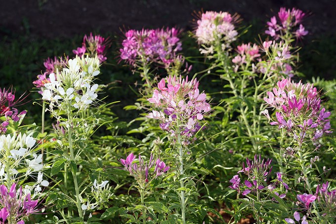 cultures  - cleome bio