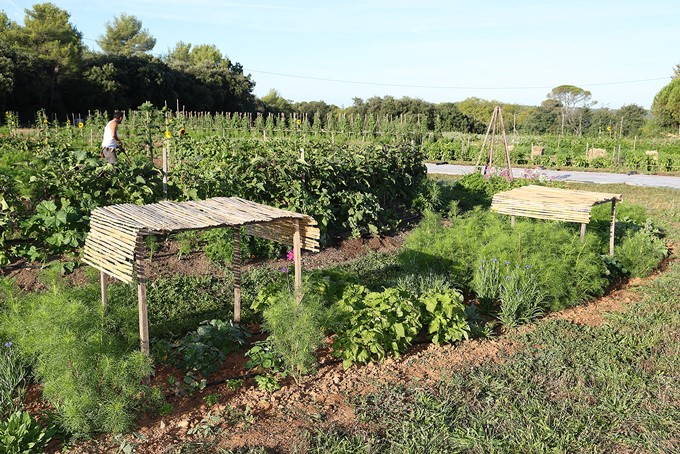 Ferme semencière - fleurs bio