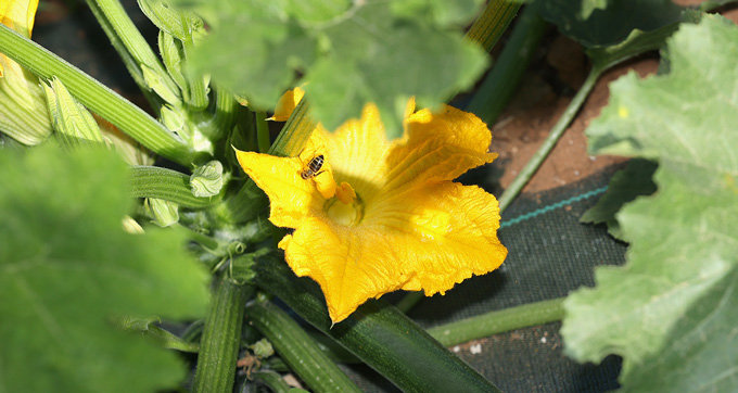 fleur de courgette bio