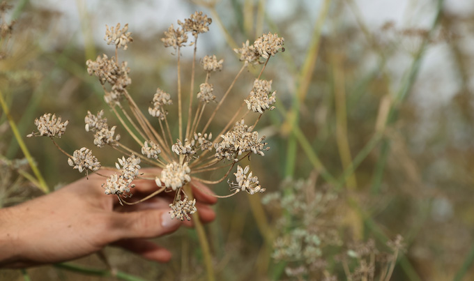 graines de fenouil bio