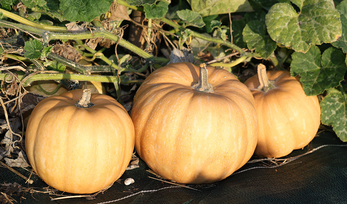 Récoltes des courges Carat Bio