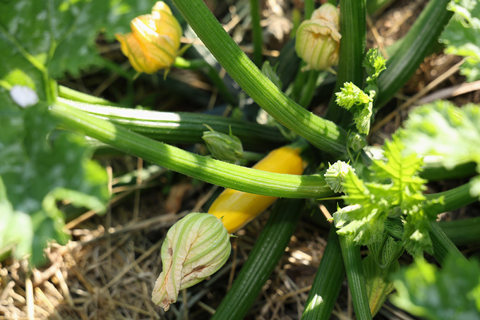 Courgette jaune bio