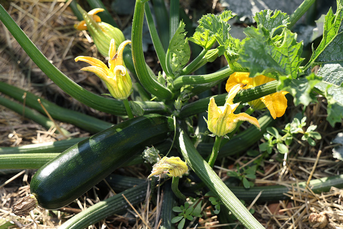 Courgette bio