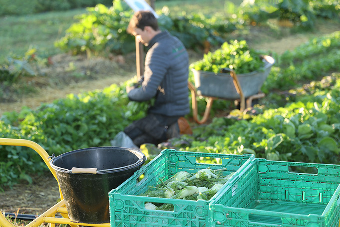 Récoltes ferme semencière