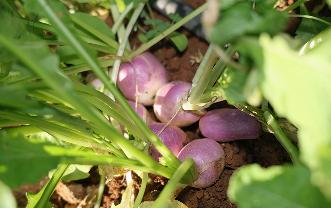 Ferme semencière - récoltes des navets