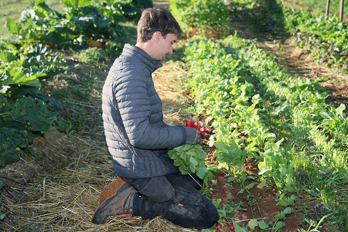 Récoltes des radis ferme semencière