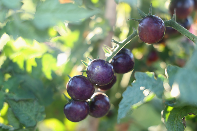 Tomate cerise bio