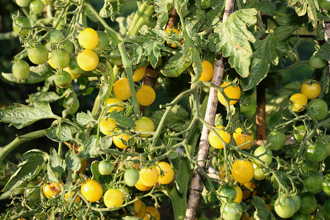 Tomate cerise bio