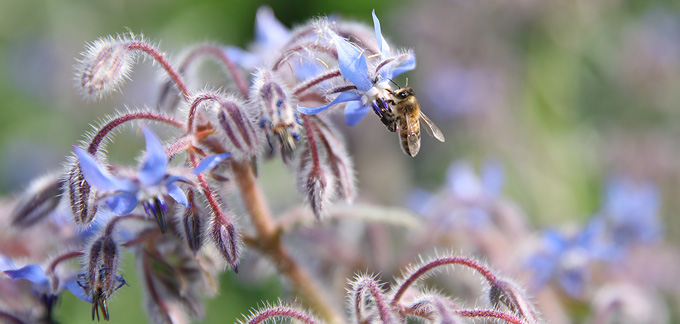 fleurs de bourrache au potager bio