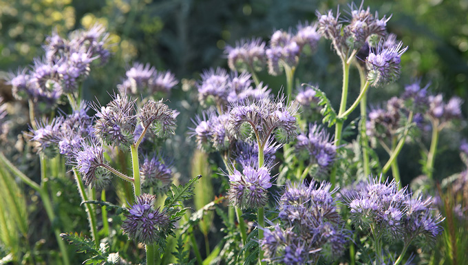 fleurs de phacélie bio