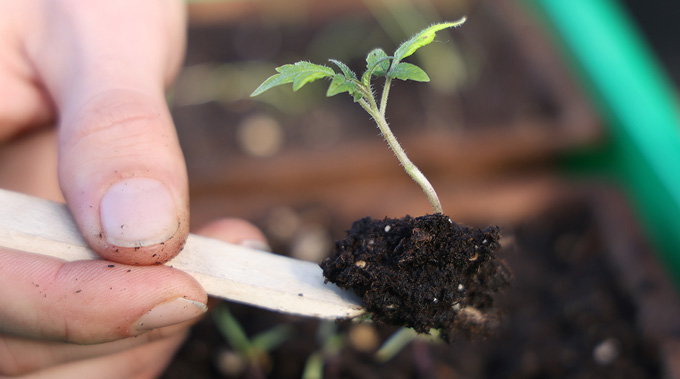 jeune plant au potager bio