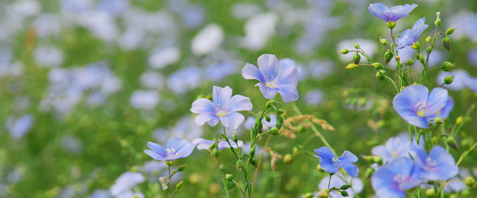 fleurs de lin bio