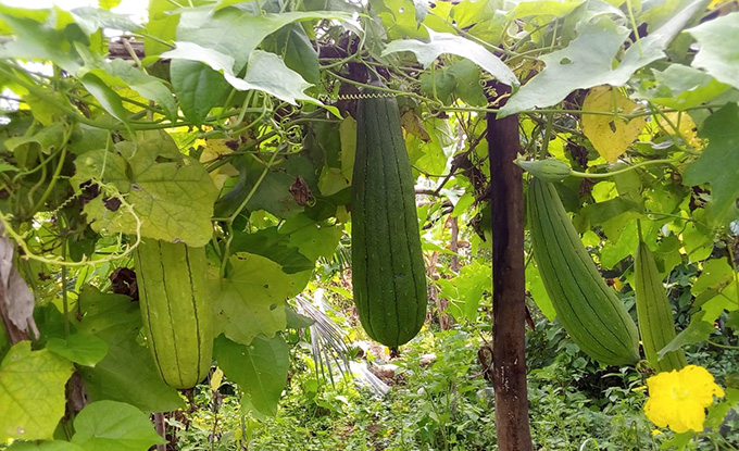 Courge éponge