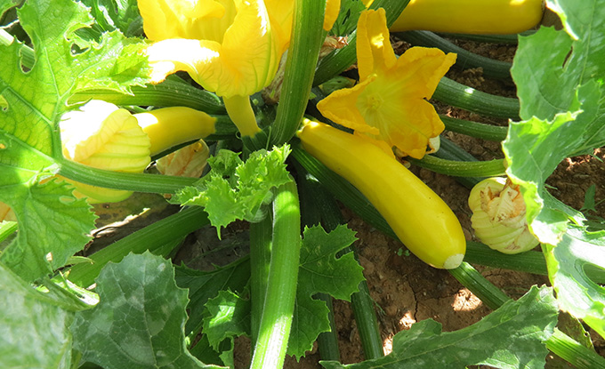 Courgette jaune