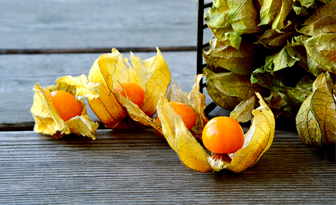 Physalis