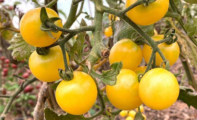 Tomate Snowberry