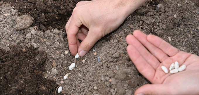 semis de haricot au potager bio