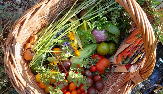 recolte potager juillet