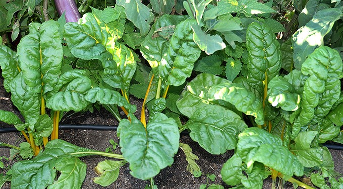 blette au potager bio
