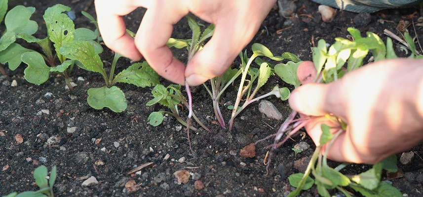 éclaircir les légumes racines