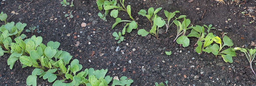 éclaircir les légumes racines