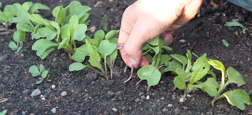 éclaircir les légumes racines