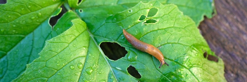 limaces