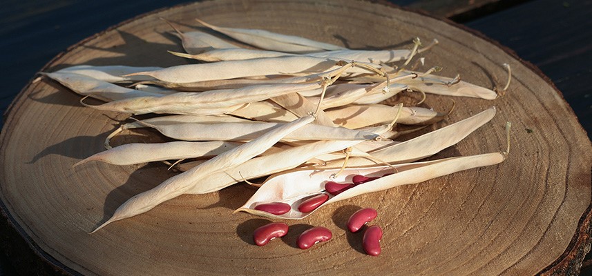 haricots bio